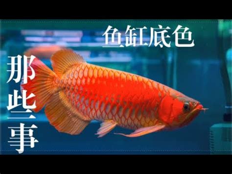 龍魚魚缸背景